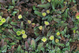 Leptinella pyrethrifolia  bestellen